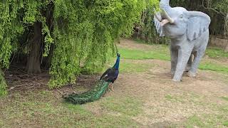 so beautiful peacock 우아한  공작새 🦚 🥰 🇺🇸 Tennessee Safari park ❤️