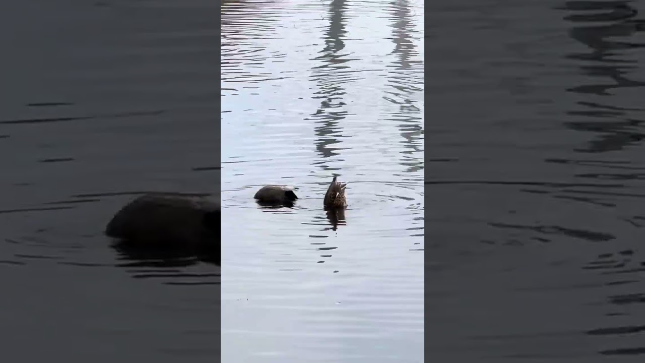 Wild life in Delta pond, Eugene