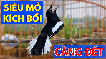 Chòe Than Hót Chuẩn GIỌNG NÚI RỪNG Kích Chòe Than Hót Đấu Luyện Choè than HÓT HAY choe than#choethan