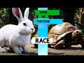 The Hare and the Tortoise race🔥. Explained by english ✔️