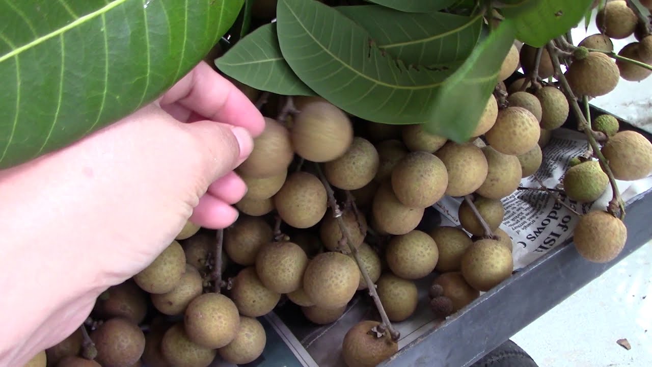 Longan After Harvesting and Me & How to Peel and Eat Longan MVI 2318