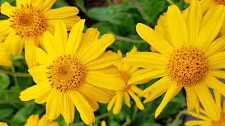 Magickal Plant Series: Arnica
