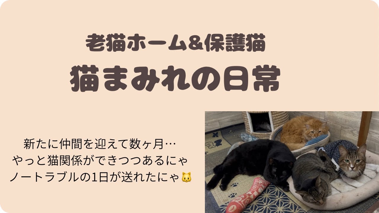 新たな仲間を迎えて数ヶ月…やっと猫関係ができつつあるにゃ❣️ノー