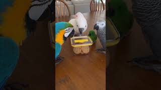 They eating cookies now !! hahah