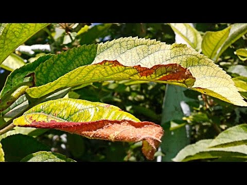 Хлороз листьев лечение и профилактика