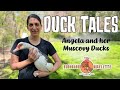 Introducing the muscovy duck do they really taste like beef