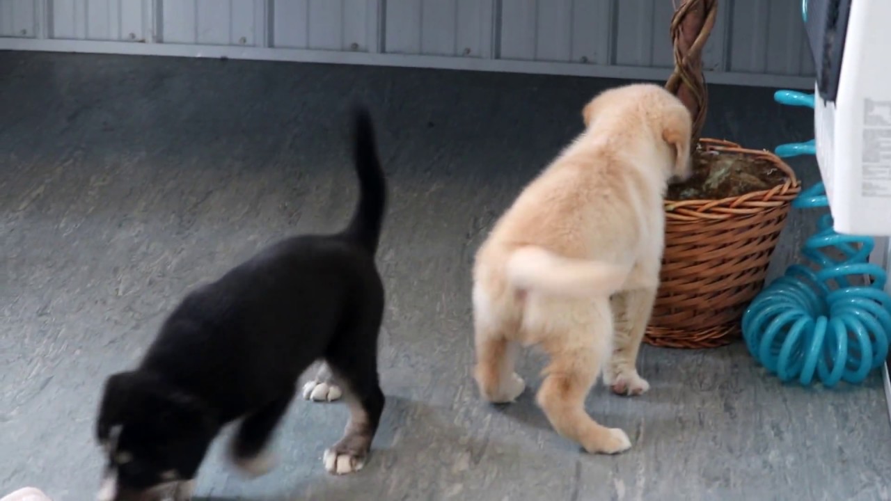 goberian puppies for sale ireland