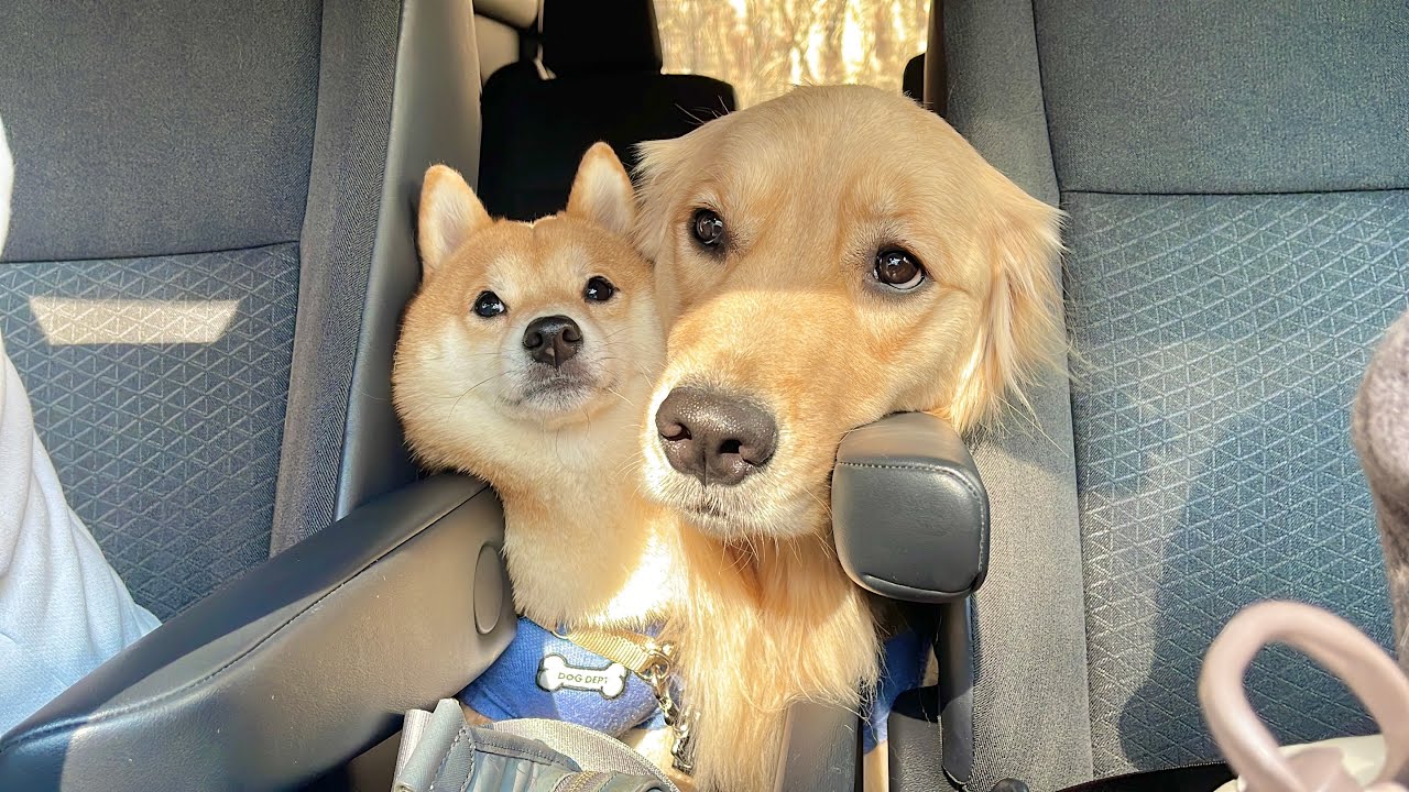 まだ遊び足りないと座席の間から訴えてくる豆柴とゴールデンレトリバー
