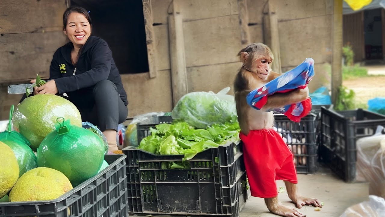 Best compilation videos! CUTIS super funny😂! Take care of Family