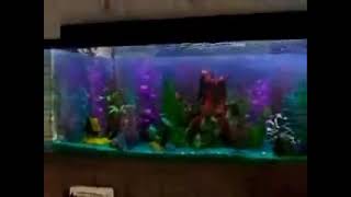 Disney Channel Finding Nemo Promo september 17 2006