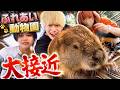 動物との距離近すぎてメンバー大はしゃぎwwwwww