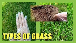 What type of grass is best for your lawn | Fine dhaka grass | Korean grass | American grass