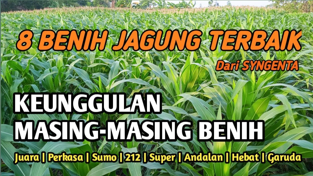 8 BENIH JAGUNG SYNGENTA DAN MASING2 KEUNGGULANNYA
