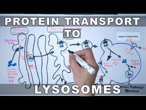 Video: Forskjellen Mellom Endosom Og Lysosom