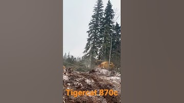 Tigercat 870C cutting down big spruce!!💪 #tigercat #fellerbuncher #logging