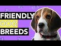 The Top 10 Least Aggressive Dog Breeds!