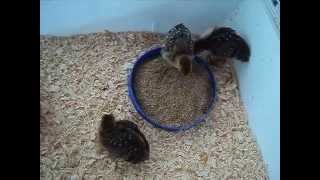 3 Golden Pheasant & 1 snow white Button Quail chicks