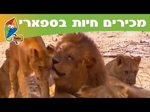 וִידֵאוֹ: כללים להסעת חיות מחמד ברכבת