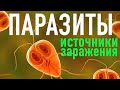 #4 (2)  ПАРАЗИТЫ теория ИСТОЧНИКИ ЗАРАЖЕНИЯ (коротко)