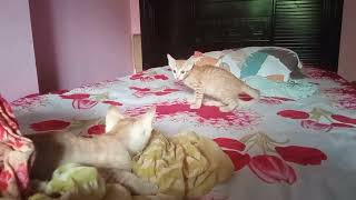 Kittens play fighting or real fighting | Funny kitten playtime moments