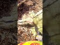 Buche mit Fächerschnitt und TR24 AQ von Forstreich gefällt