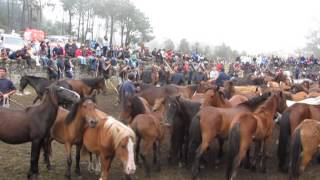 isto e o Curro Mougas 2013 4