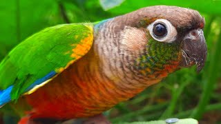 I shouted to my friend ! green cheek conure singing sounds #conurebird #parrotsound #parrot