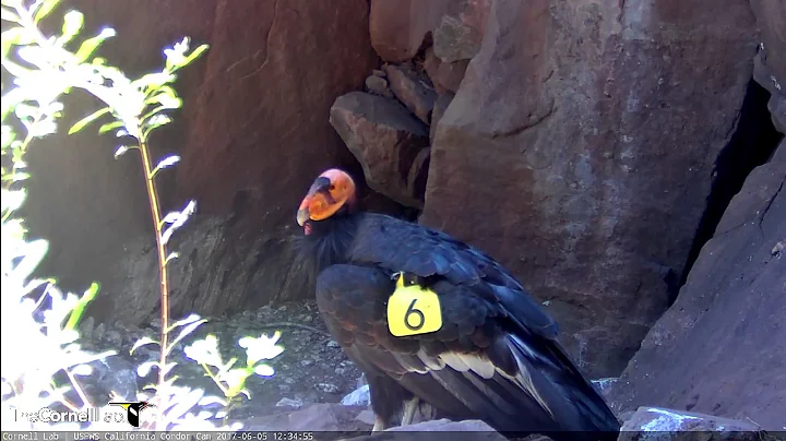 California Condor Male #206 Walks Across Screen – June 5, 2017 - DayDayNews