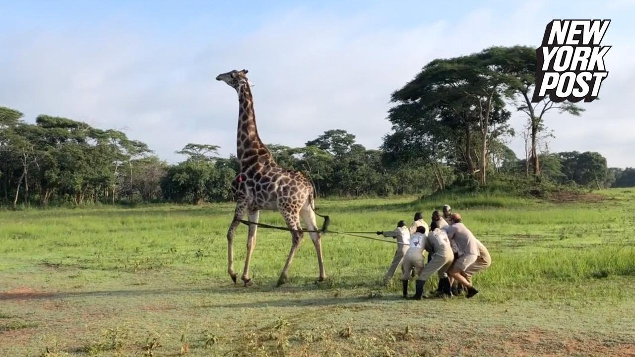 ny post mets It took eight men to wrangle this giraffe in distress | New York Post