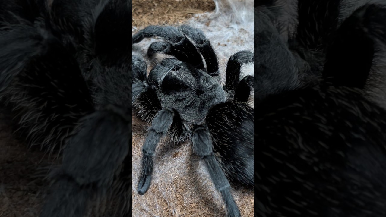 Черная жемчужина в мире пауков 🕷️✨  