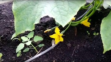 Умная теплица Arduino Mega (Smart Greenhouse). Часть 4: передача данных.