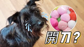 [CC SUB] Gluttonous Meeks puppy swallows two toy balls.
