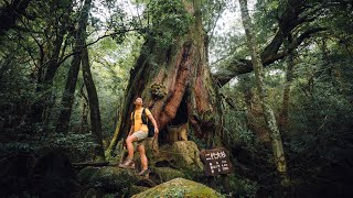 Exploring the OLDEST Forest in Japan | Yakushima Island