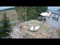 Zambrw pl     the stork parent has thrown her baby out of the nest  20240523