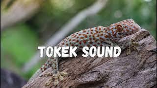 Tokek Sound Ringtone