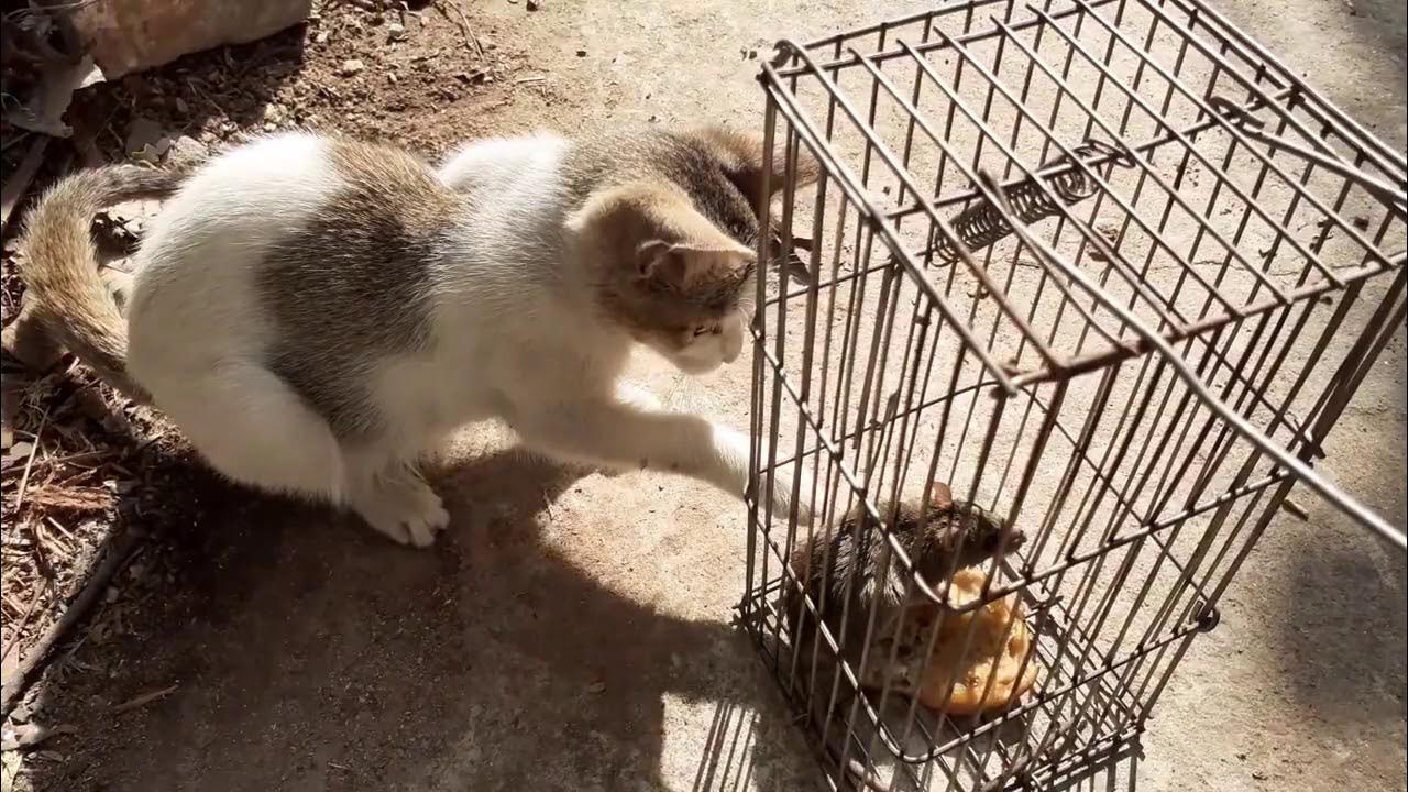 Cats attacking rats Cat killing Rat The Rats & The Cat isode