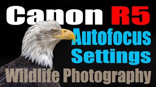 Canon R5  How to Setup the Autofocus and Button Layout for Wildlife Photography