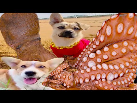 Thú Cưng TV | Bông ham ăn Bí Ngô Cute #64 | Chó thông minh vui nhộn | Pets funny cute dog