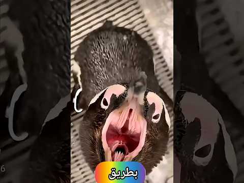 أغرب 5 أصوات حيوانات في العالم لن تصدق أن رقم 5 حقيقي