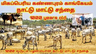 Biggest Kannapuram Kangeyam Nattive Cow Market / 1000 Years Old Nattive Desi cow Market