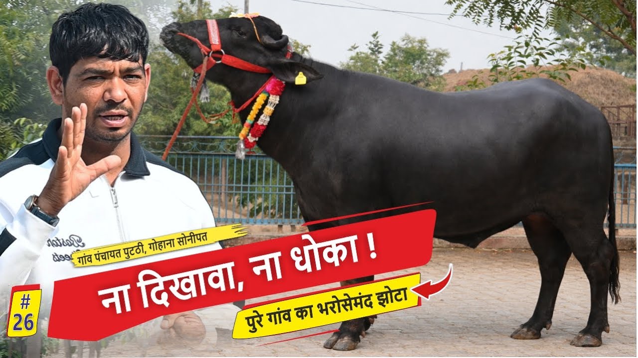 ना दिखावा, ना धोका ! पुरे गांव का भरोसेमंद झोटा || गांव पंचायत पुटठी, गोहाना सोनीपत