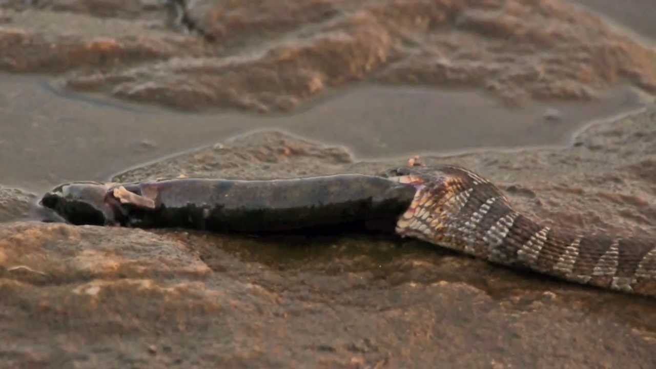 Snake Eats Big Salamander Close up amazing! YouTube
