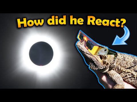 Our Bearded Dragon sees a full Eclipse! (Vlog MN to TX)
