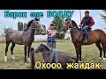 куп ЧАПТЫ да 😱БАРОН деп кОйгом барондой болду ЗАРДАСИ