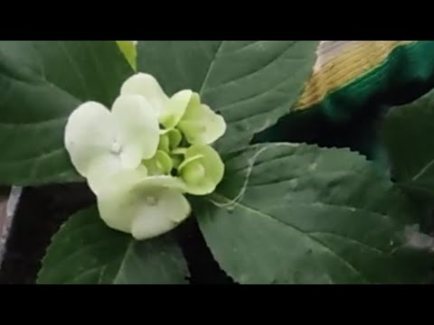 Как сохранить укоренённые черенки крупнолистной гортензии🌿 до весны