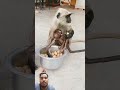 Monkey Cute Animals Funny Greenscreen 2025 Monkey Cute Animals Funny Greenscreen 2025
