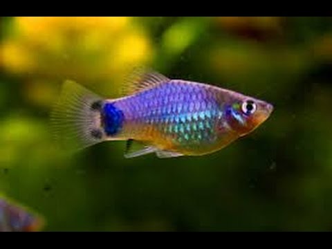 fish platy mickey mouse aquarium blue tropical platies rainbow xiphophorus maculatus molly purple colors freshwater choose board wordpress