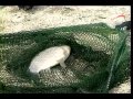 №24 Ловля карася на Кубани Часть 2