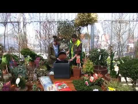 dauerbegrünung-im-pflanzkübel--–-blatt-und-blüte-tipp-der-gartenwelt-dauchenbeck