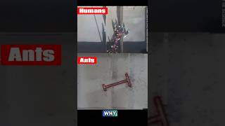 Ants Outsmart Humans in Group Test – The Shocking Results! #viralvideo #viralshort